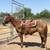 Gelding 2 thumbnail
