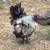 Bantam frizzle 2 thumbnail