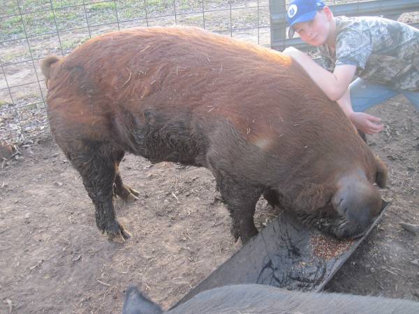 Registered Duroc Boar 1