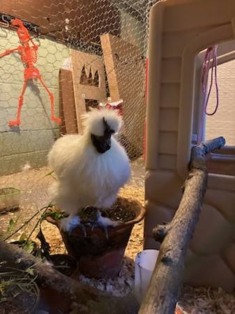 rehoming four roosters63978326847234122