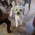 Bichon frise 8 months 3 thumbnail