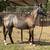 Aqha coming 2 year old 3 thumbnail