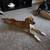 Pup needs home. 3 thumbnail