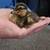Call Ducks/ Duckling 1 thumbnail