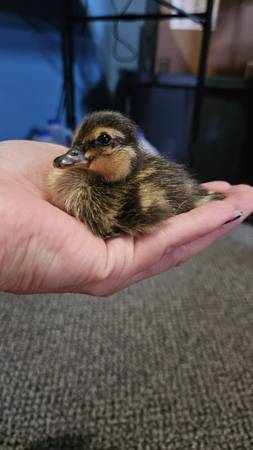 Call Ducks/ Duckling 1