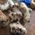 Pure bred shih tzu puppies 12 thumbnail