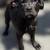 CANE CORSO FULL AKC 13 thumbnail