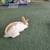 Cute Bunny 7 thumbnail