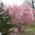 Flowering Trees, Ornamental Trees, Shade Trees, Evergreen 4 thumbnail
