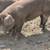 Breed Sows 2 thumbnail