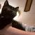CATS AND kittens 1 thumbnail