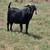 Boer buck 5 thumbnail