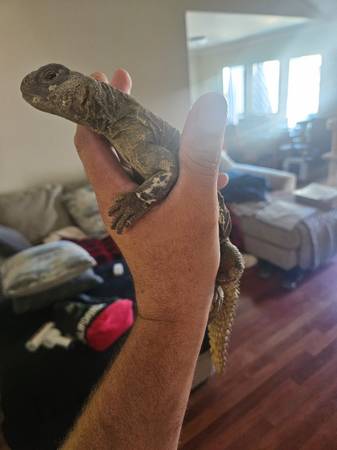 Uromastyx63848874176131123