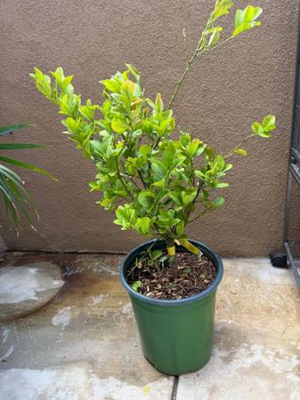 lime plant 🍋‍🟩 1