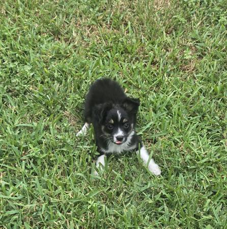 mini australian shepherds (SE Houston)63859315594883120