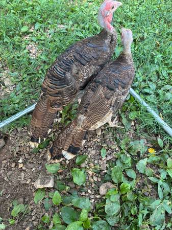 2 young turkeys 1