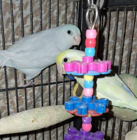 Parrotlet pair (Harper's ferry wv, va,md)63953130655234121