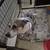 Stocky Jack Russell- Lilly 2 thumbnail