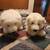 Polar Bear Stuffed Animals 10 thumbnail