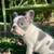 French bulldog playful 2 thumbnail
