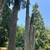 Tree service,retaining walls,patios,brush removal and so much more!!! 5 thumbnail