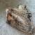 Javelina Mount 6 thumbnail