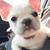 --*AdorableLittle Frenchie 2 thumbnail