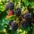 Fruit Trees, Lapin Cherry, Blenheim Apricot,Blooming Hass Avocado etc 3 thumbnail