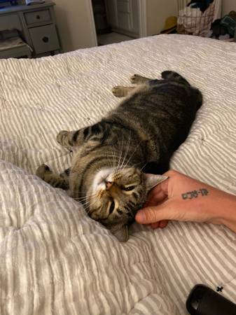Sweet 5-Year-Old Female Tabby Cat Needs Loving Home (Vancouver)