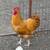 Rooster 4 thumbnail