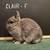 Netherland Dwarf Bunny 2 thumbnail