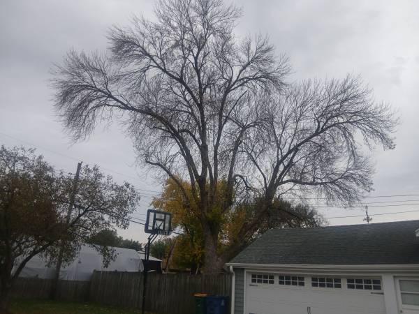 Drop a tree or 2 1