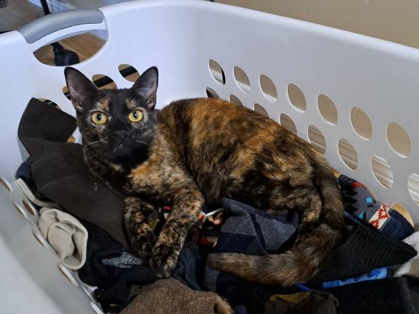 Missing Cat (Las Cruces)63622242844289122