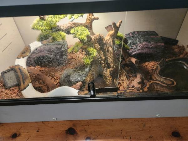Pied Ball Python 1