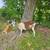 Dairy Goats 2 thumbnail