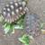 Tortoise and tortoises 3 thumbnail