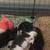Kittens to good homes 6 thumbnail