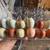 Pure breed brahma hatching eggs for sale 7 thumbnail