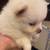 Pomeranian’s puppies text 3 thumbnail
