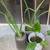 $5 Each White African Iris Dietes Iridioides White Calla Lily 2 thumbnail