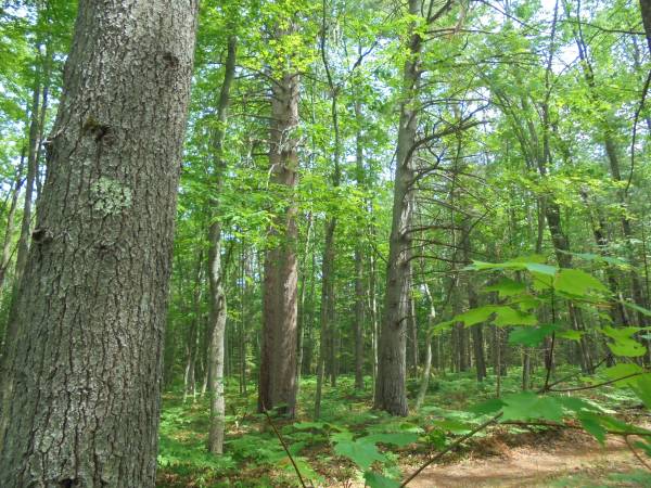 $81,500 18+ acres adjacent to State Forest & River--competitive land contract (Millersburg/Ocqueoc)64037724364801124