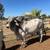 Brahman Bull 1 thumbnail