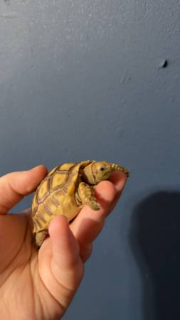 Sulcata tortoise 1