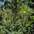 Waxleaf Privet 8 thumbnail