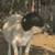 Dorper sheep 1 thumbnail