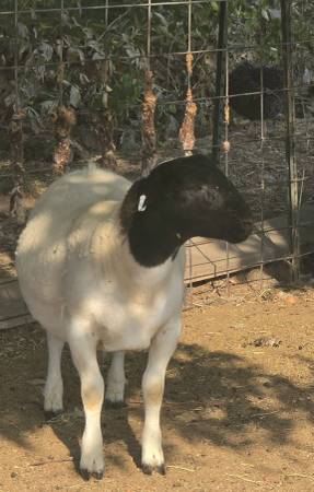 Dorper sheep 1