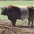 For sale Belted Galloway Bull 1 thumbnail