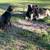 Mini zebu bull for lease 4 thumbnail