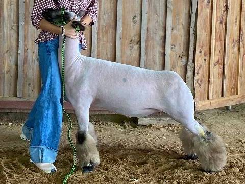 Show Lamb - MAJORS READY - from Austin County Fair 1