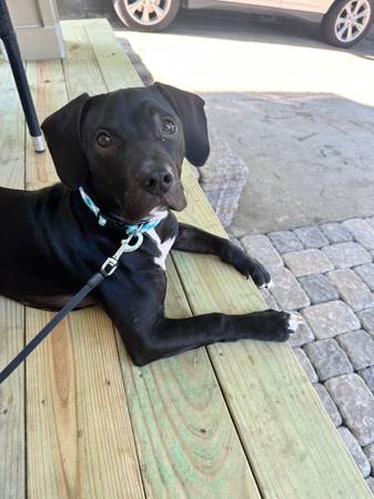 Hound/lab mix 9mo old puppy for adoption (Blue Springs)63903109593475121